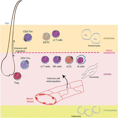 A Task Force Against Local Inflammation and Cancer: Lymphocyte Trafficking to and Within the Skin